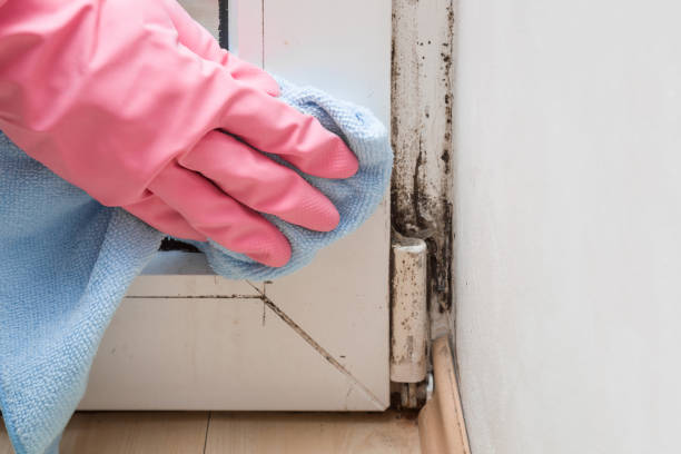 Best Industrial Mold Remediation  in , WA